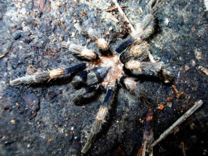 A male Bonnetina tarantula seen prowling in the Primavera Forest outside Guadalajara, Mexico. Experts are not sure whether this particular species has ever been described. © John Pint, 2011