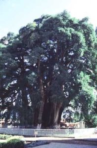 Tree at Tule. The world's largest girth tree.