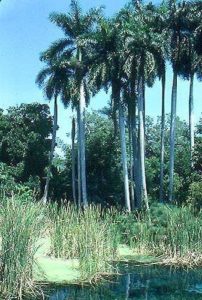 Las Estacas Originally the grounds of the old Hacienda Tempila, Las Estacas has been used as a location to shoot such movies as Tarzan and Firewalker. Today, guests can stroll through its tropical gardens. Photography & Annotations by Bob Brooke © 2001