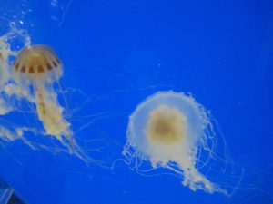 Jellyfish seem to float in the fish tanks contrasting with the deep blue lights in the background, a spectacle courtesy of the Xcaret theme park in the Maya Riviera.