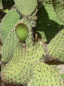 Opuntia