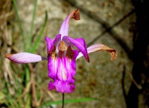 Pine-pink orchids are among the many wildflowers you can't miss while hiking along this gully in West Central Mexico © John Pint, 2014