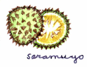 The saramuyo is found in markets of the Valladolid area of the Yucatan. — Éste miembro de la familia de las anonas se encuentra en mercados del área de Valladolid en Yucatán.