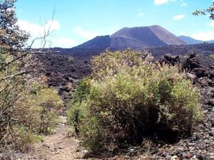 This is the point where you leave the horse trail an proceed across a very difficult lava field trail for at least an hour before you start climbing the cone. Footing is treacherous at best.