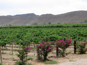 Vineyards near Parras, Coahuila, part of Mexico's Wine Route © William Kaliher, 2011
