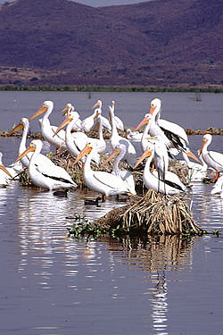 White Pelicans on Lake Chapala; photo: John Mitchell, E.I.F.