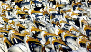 Thousands of American Pelicans gather yearly at the eastern end of Lake Chapala, which falls within Mexico's Arid-Scrublands Ecosystem. © John Pint, 2010