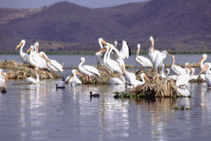 Flocks of migrant white pelicans, some from Ontario, Canada, spend their winters on the warm waters of Lake Chapala. Photo by John Mitchell, Earth Images Foundation