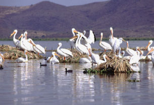 Flocks of migrant white pelicans, some from Ontario, Canada, spend their winters on the warm waters of Lake Chapala. Photo by John Mitchell, Earth Images Foundation