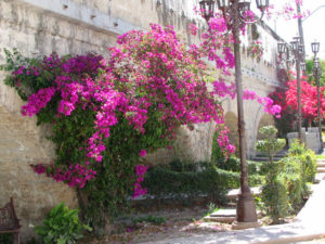 Bougainvillea climbs the walls of the Hacienda de Perote, once owned by brothers of Mexican president Francisco. I. Madero © William Kaliher, 2011