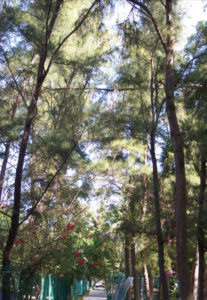 The maritime pine originated in Australia, and is one of about 40 varieties of pine found in Mexico. © Linda Abbott Trapp, 2006, 2010