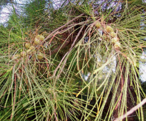 The bark extract of maritime pine has medicinal applications in people and animals; the inner bark, young cones, and a tea made from the needles are all sources of nutritious survival food. The tree flourishes in Mexico's climate. © Linda Abbott Trapp, 2006, 2010