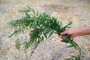 Branches from the pirul, or Californian pepper tree, used during the temazcal, a traditional native Mexican American purification ceremony © Jeffrey Bacon, 2012