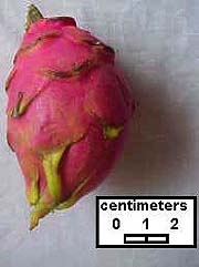 pitaya