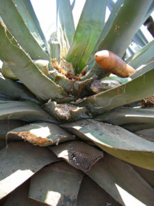 The tlachiquero cuts some of the branches away so that he can reach the hole in the heart of the maguey on his twice daily visits. © Julia Taylor, 2011