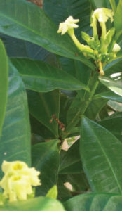 Blossoms from the bishop's egg plant have long been used in Hawaiian leis.The plant thrives in Mexico's tropical gardens. © Linda Abbott Trapp, 2006, 2010