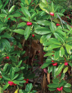 Bright berries on Mexico's tropical Pua-kenikeni or bishop's egg plant. © Linda Abbott Trapp, 2006, 2010