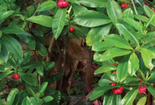 Bright berries on Mexico's tropical Pua-kenikeni or bishop's egg plant. © Linda Abbott Trapp, 2006, 2010