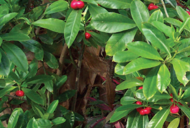 Bright berries on Mexico's tropical Pua-kenikeni or bishop's egg plant. © Linda Abbott Trapp, 2006, 2010