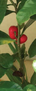 Native to the South Pacific, the Pua-kenikeni or bishop's egg plant thrives in warm, humid climate like that of Mexico. © Linda Abbott Trapp, 2006, 2010