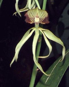 Orchids of Mexico