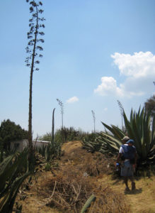 Walking through a maguey field, the author's husband and son are dwarfed by an imposing plant that has been allowed to bloom. In pre-Hispanic times, these gigantic flower stocks formed the structure of houses in Mexico. © Julia Taylor, 2010
