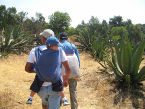 Carrying their young son in a rebozo on his back, the author's husband follows Don Jose into the maguey plantation. Since the magueys are often in an agricultural plot some distance from the house, the tlachiquero walks, rides a horse, or brings a burro, bringing jugs with lids on them to transport the aguamiel. © Julia Taylor, 2010