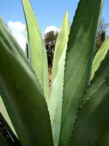 Sometimes called "century plants" in English, in the language of the pre-Hispanic people of the Mexican highlands, maguey plants were called "metl," and this may later have given Mexico the first syllable of its name. © Julia Taylor, 2010