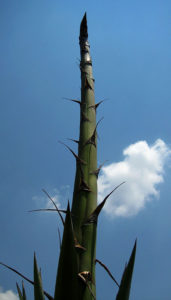 Close up of a bloom stalk of the maguey plant. In pre-Hispanic times, these gigantic flower stocks formed the structure of houses in Mexico. In earlier days, people valued the maguey very highly and no one could have imagined that today's younger generation would let the magueys begin to die out when their grandparents passed on. © Julia Taylor, 2010