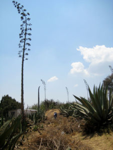 Returning from their visit to Don Jose's field, the author's husband and son walk through a field of magueys that has been allowed to bloom. In pre-Hispanic times, these gigantic flower stocks formed the structure of houses in Mexico. © Julia Taylor, 2010