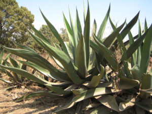 Magueyes grow as tall as a man and are many times as wide. These grown in the state of Morelos, Mexico, outside Cuernavaca. © Julia Taylor, 2010