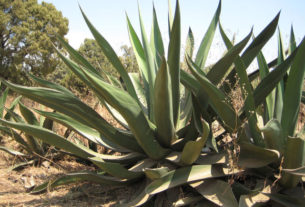 Magueyes grow as tall as a man and are many times as wide. These grown in the state of Morelos, Mexico, outside Cuernavaca. © Julia Taylor, 2010