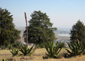 Magueys surrounding traditional plots near Calixtlahuaca in Central Mexico. Pulque is fermented from its sap. © Julia Taylor, 2010