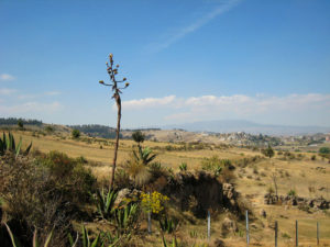A stunning view of a maguey, or "century plant" from above Calixtlahuaca. © Julia Taylor, 2010