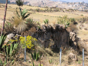 A cut bank created by localized erosion near maguey plots at Calixtlahuaca in Central Mexico. Pulque is distilled from the sap of the maguey, and its fiber is used for a variety of purposes. © Julia Taylor, 2010