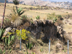 A cut bank created by localized erosion near maguey plots at Calixtlahuaca in Central Mexico. Pulque is distilled from the sap of the maguey, and its fiber is used for a variety of purposes. © Julia Taylor, 2010
