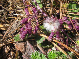 Purple thistles bring color to the Mexican sierra © Alvin Starkman, 2011