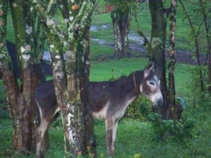 Burro near Monte Pio