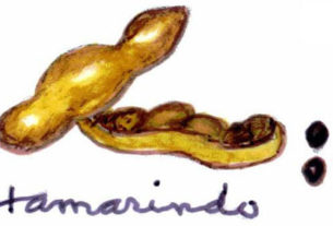 The fruit of the tamarind tree has an acid pulp and smooth black seeds. — La fruta del tamarindo tiene un pulpo ácido y semillas negras.