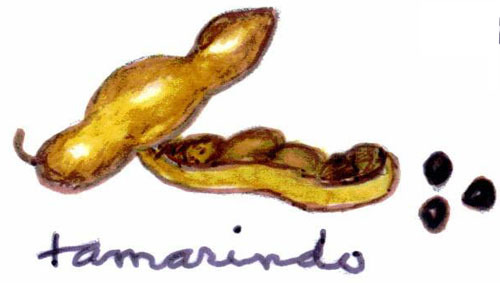 The fruit of the tamarind tree has an acid pulp and smooth black seeds. — La fruta del tamarindo tiene un pulpo ácido y semillas negras.