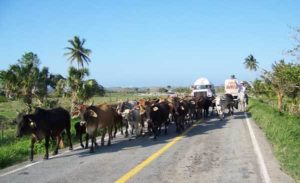 Cattle near Tlalcotalpan