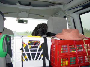 Milo rides shotgun in the Eurovan. The Wilkinsons and their dogs are experienced Mexico travelers, making friends wherever they go. © Jane Wilkinson, 2009