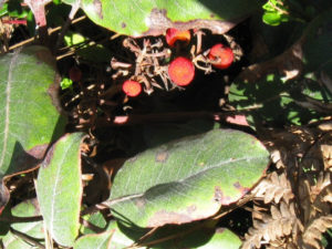 Pyrocanthus berries in Oaxaca's Arroyo Guacamaya © Alvin Starkman, 2011