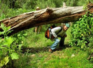 Well-developed and rustic trails crisscross the Primavera Forest. This one, the Rio Animas trail, follows the River of Ghosts for kilometers. © John Pint, 2014