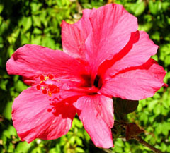 Red hibiscus © John Pint, 2010