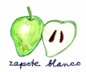 The white sapote is more elongated than the other sapotes, with green skin and white to yellowish white, sweet creamy pulp. — El zapote blanco es más alargado que el otro tipo de zapote, con piel verde y una pulpa blanca o blanco amarillosa, dulce y cremosa.