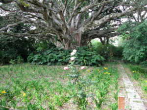 An ancient fig tree in El Lencero, the former hacienda of Mexico's General Antonio Lopez de Santa Anna, located between Xalapa and the city of Veracruz. © Donald J. MacKay, 2009