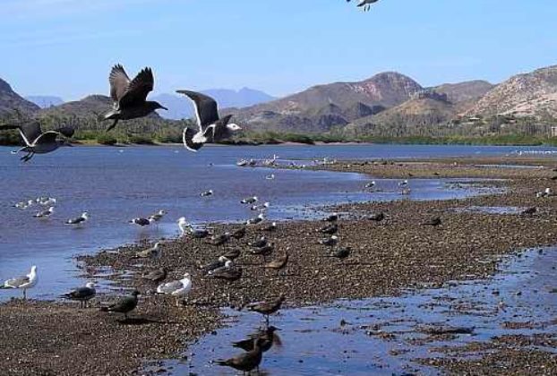 Seabirds at Mulegé — Photo by Trevor Burton