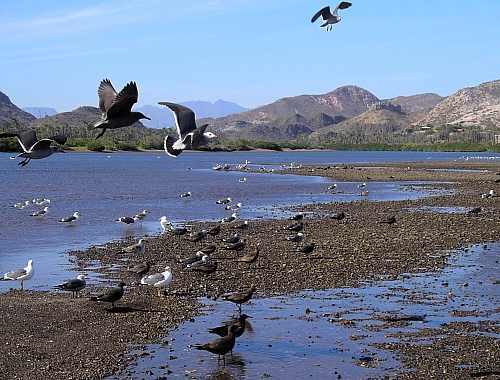 Seabirds at Mulegé — Photo by Trevor Burton