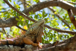 A proud male iguana is king of his gumbo limbo tree habitat © Christina Stobbs, 2012